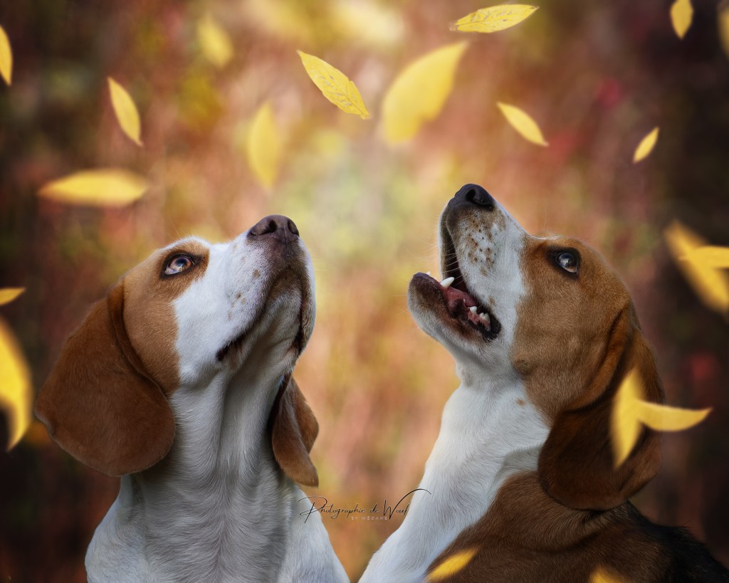 Photo d'automne duo Beagle Reims