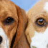 IMG_1036-RS Beagle