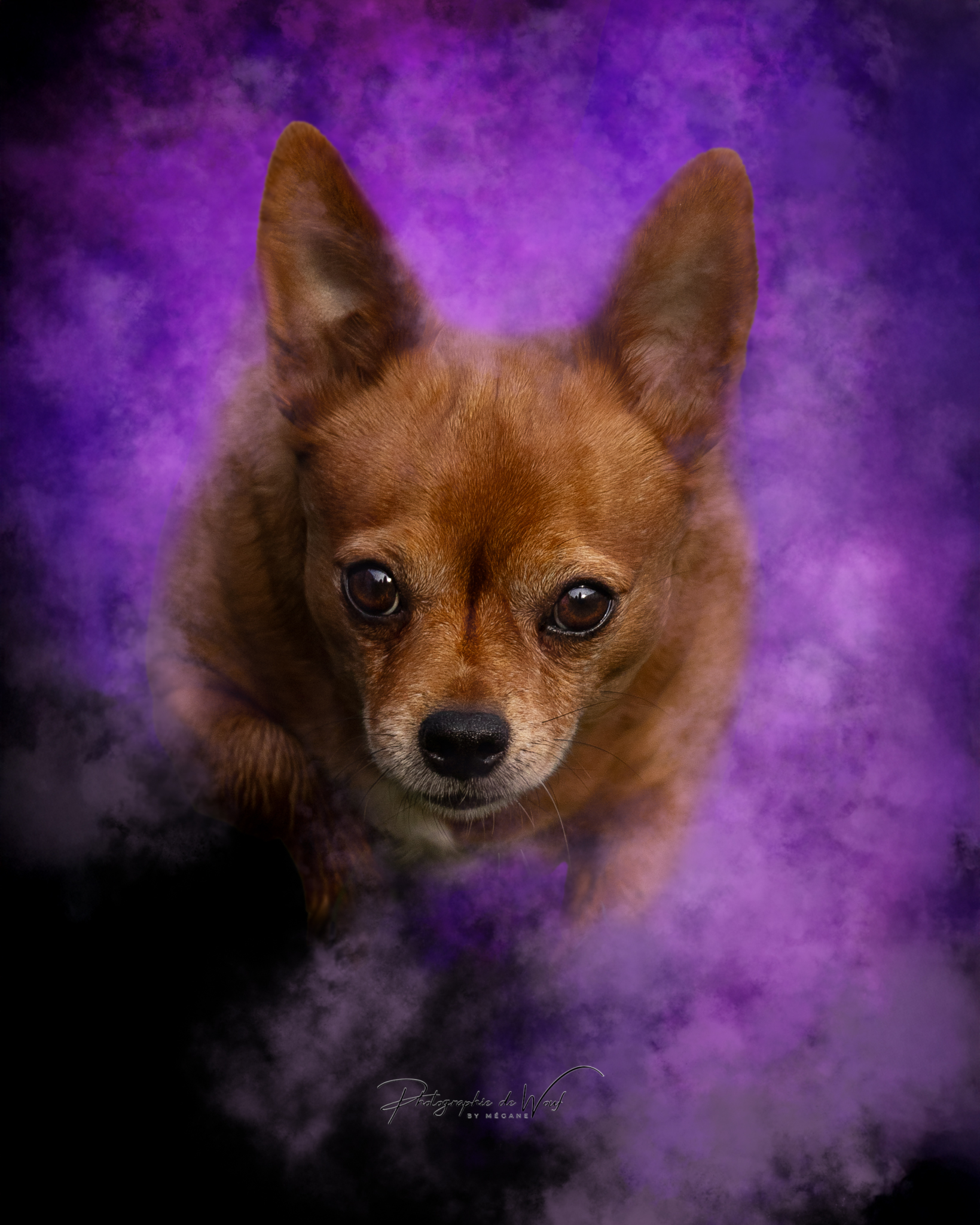 photographie de chien avec poudre coloré
