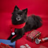 IMG_4231-RS photographe chien reims