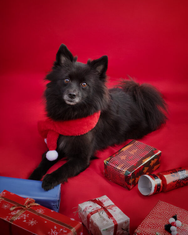IMG_4231-RS photographe chien reims