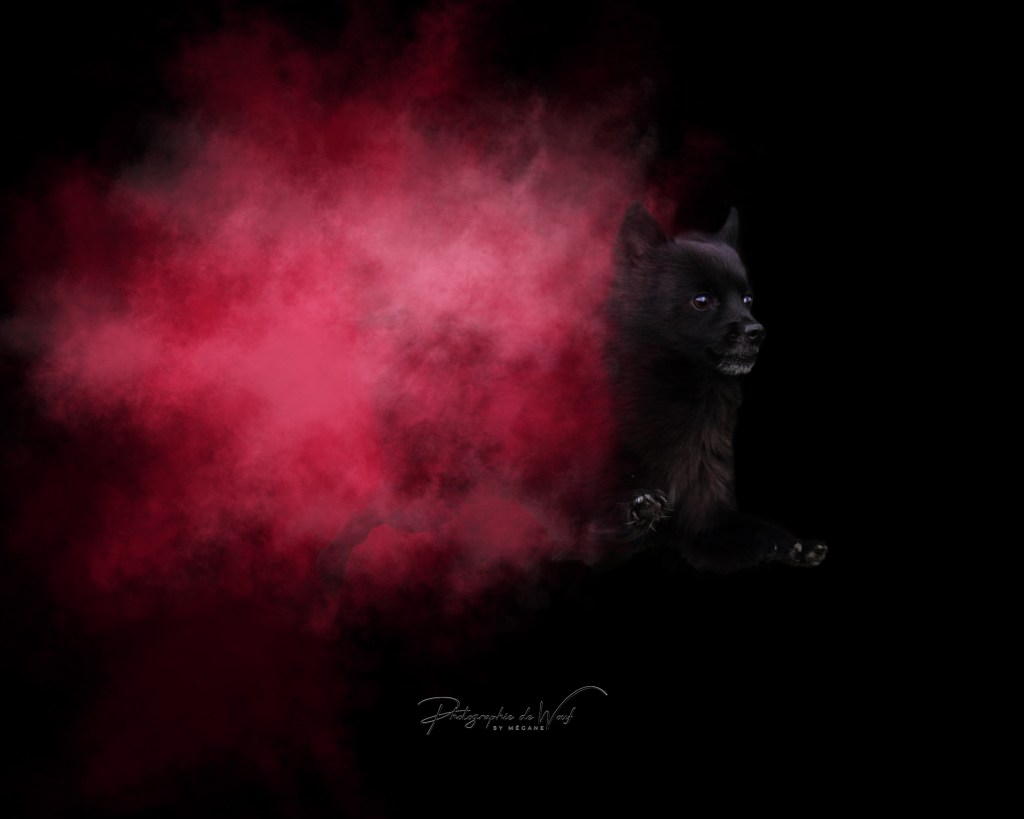 Photographe poudres colorées