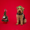 SIA Shooting photo chien