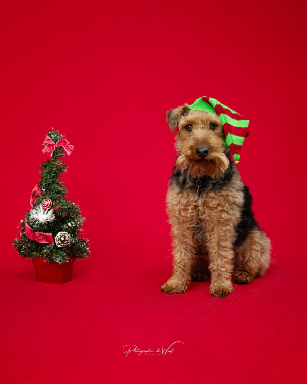 SIA Shooting photo chien
