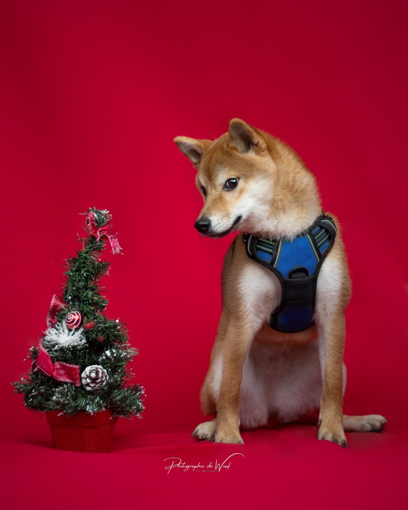 Shooting photo chien