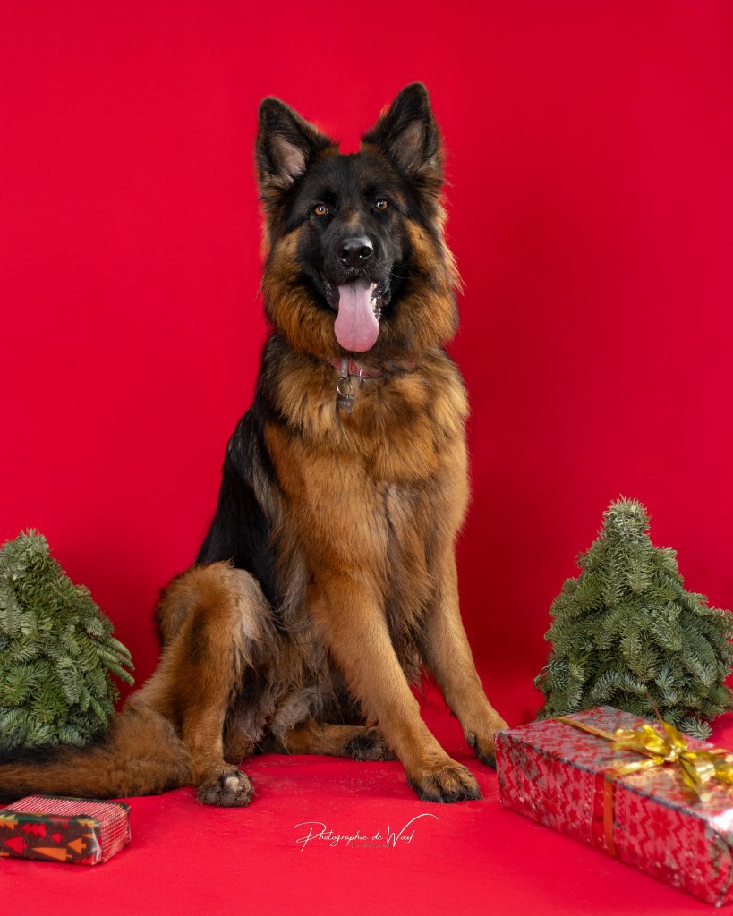 Berger Allemand Studio photos Noël