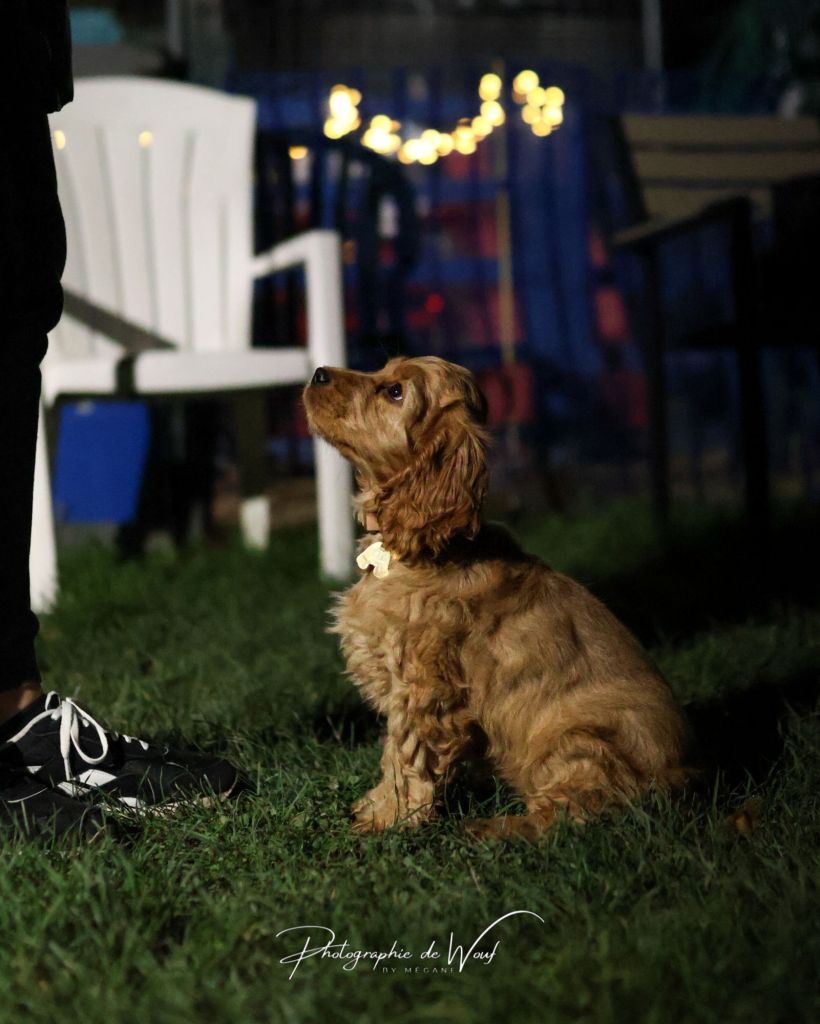 éducateur canin à Bétheny