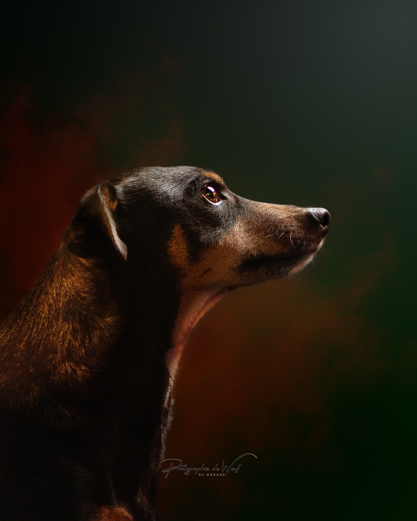 Photographe canin à Reims