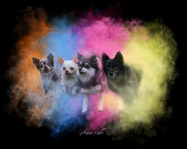 photos de chiens avec poudres