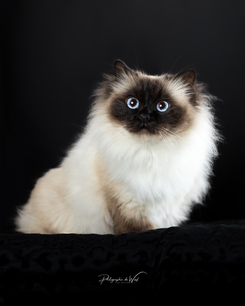 Photographe félin à Reims