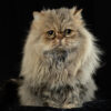 photographe chat