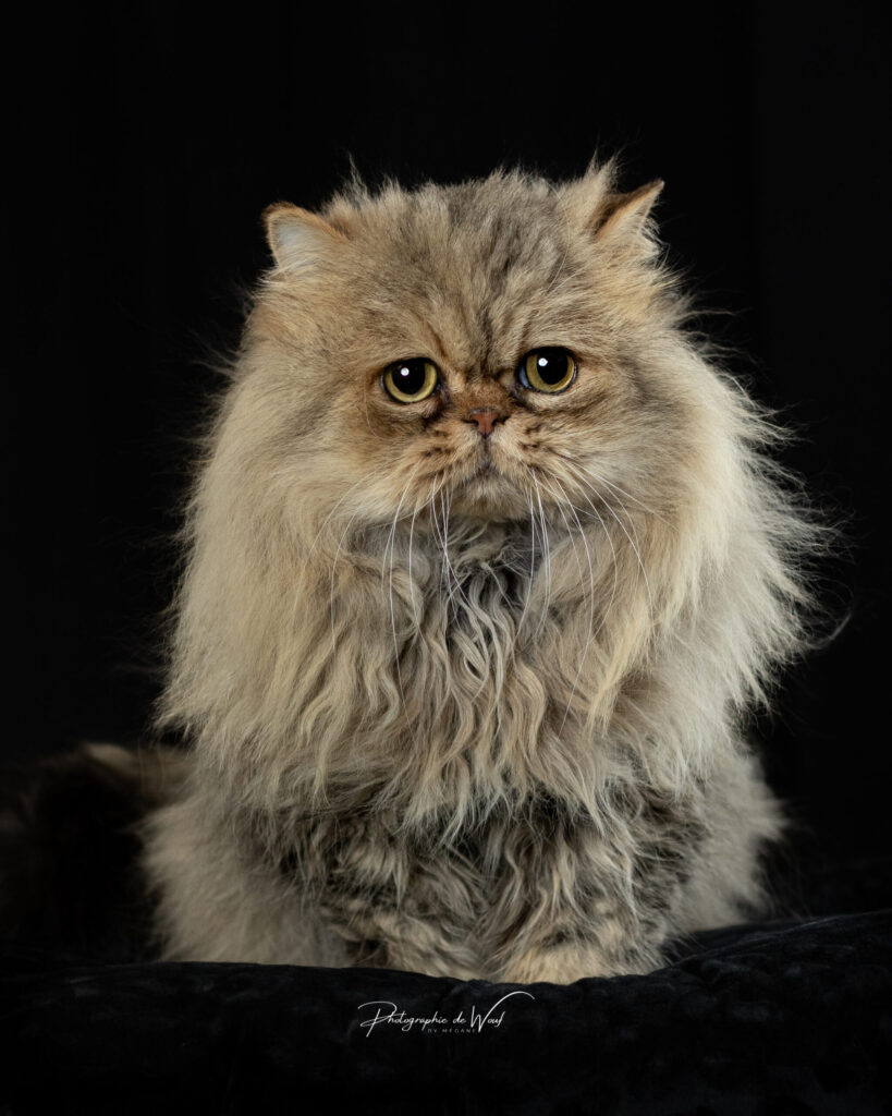 photographe chat