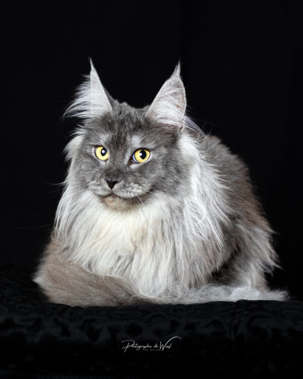 42DOUET Photographe chat