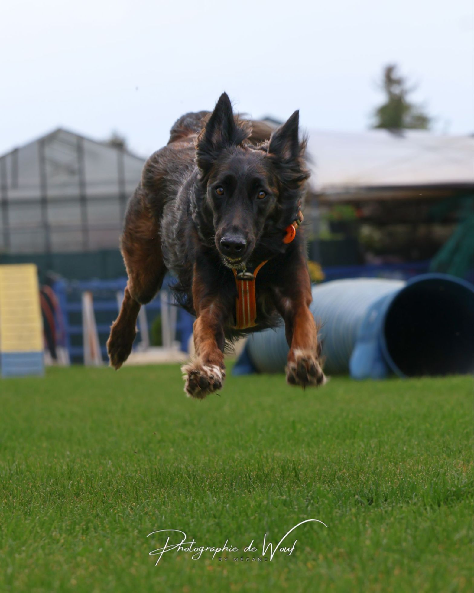 🐾 Vous les attendiez : les Wouf’Party sont de retour ! 🎉