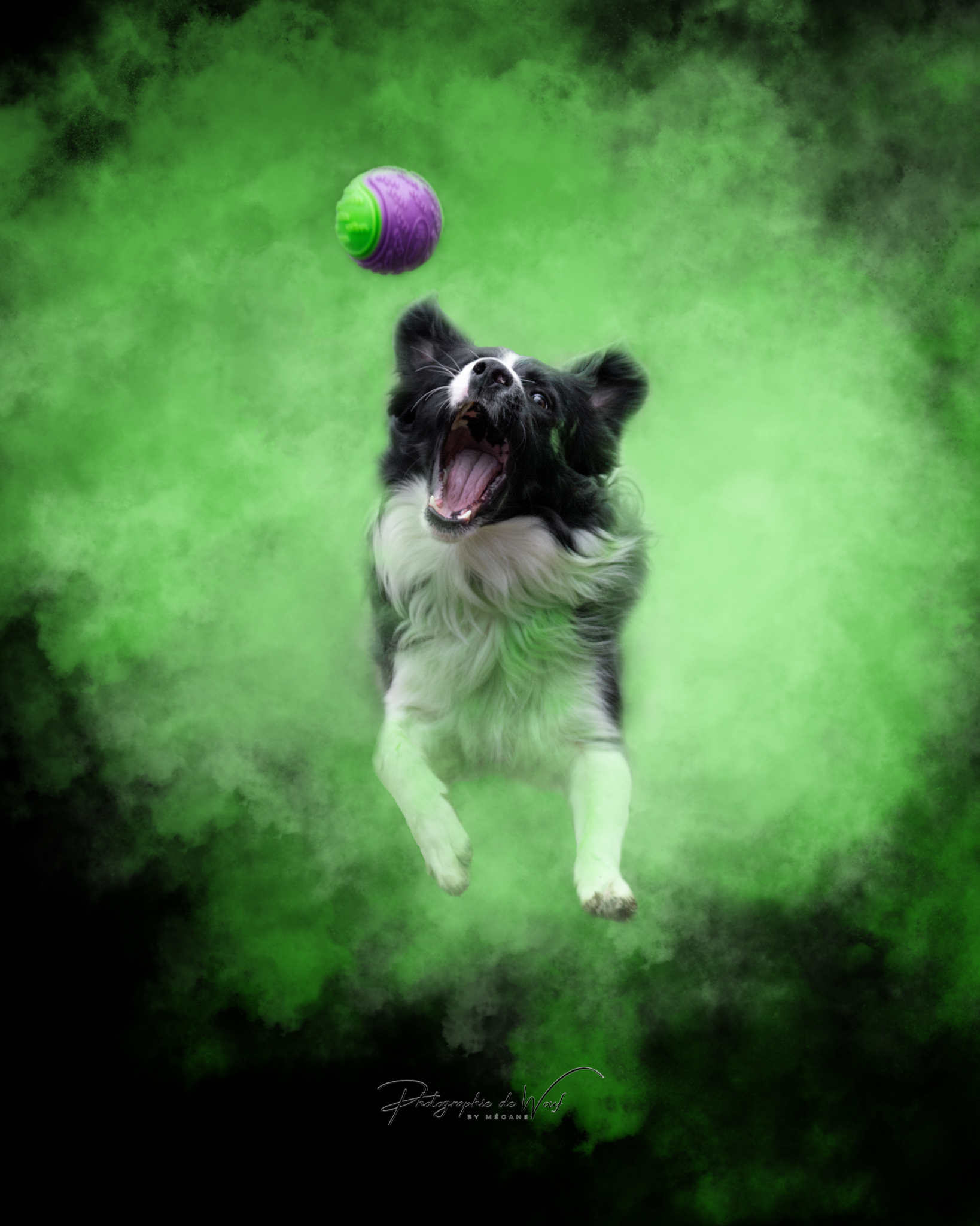 Photographie poudres chien Border Collie