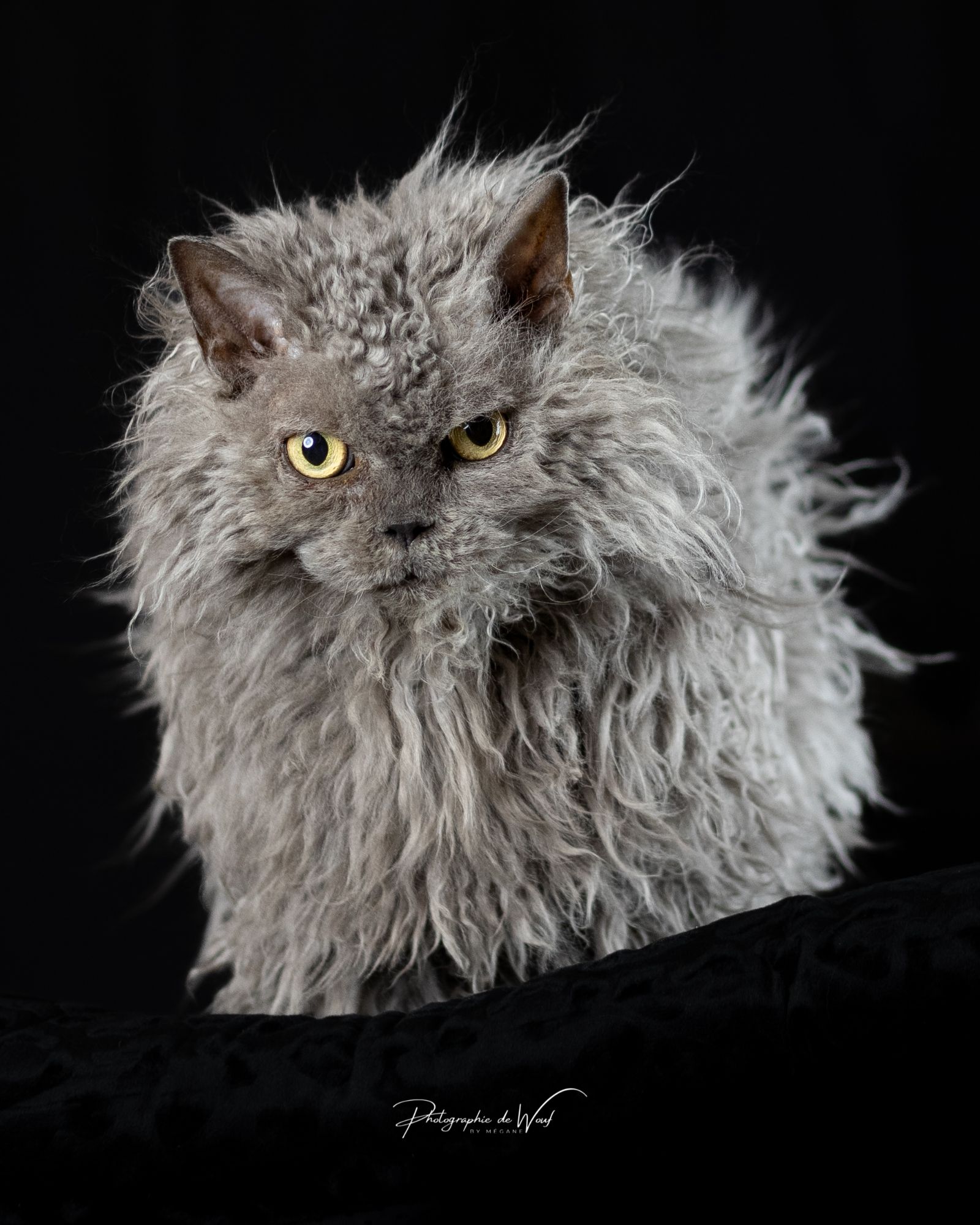 Photographe chat à Reims