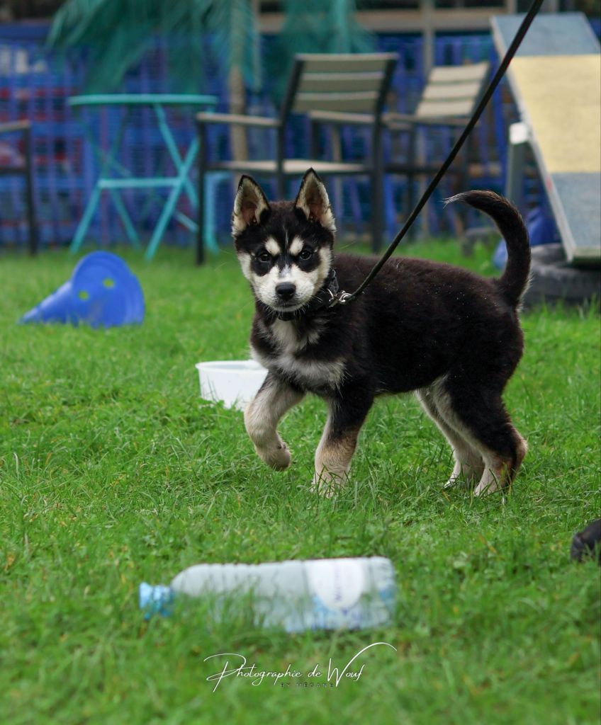 Shadow (Husky) en exercice "laisser les objets au sol"