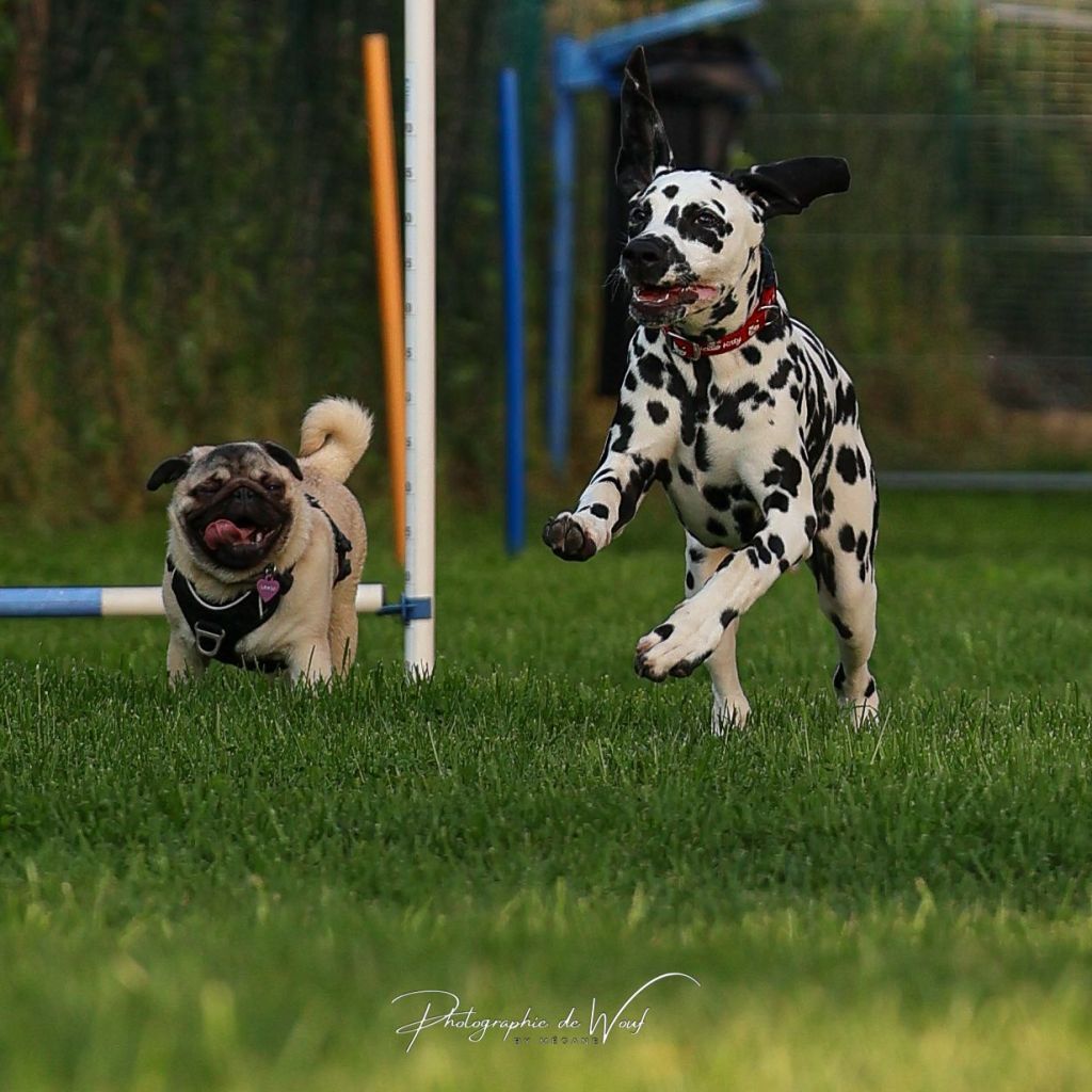 Deux chiots en cours de socialisation à Reims