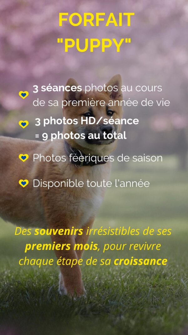 Forfait Puppy : 3 séances photos au cours de sa première année