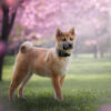 IMG_5832-RS Photographe canin