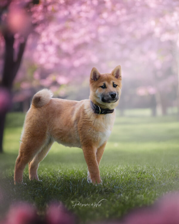 IMG_5832-RS Photographe canin