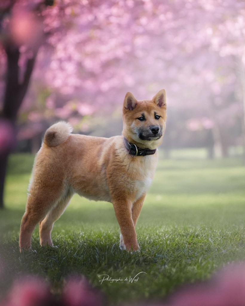 Photographe chien à Reims