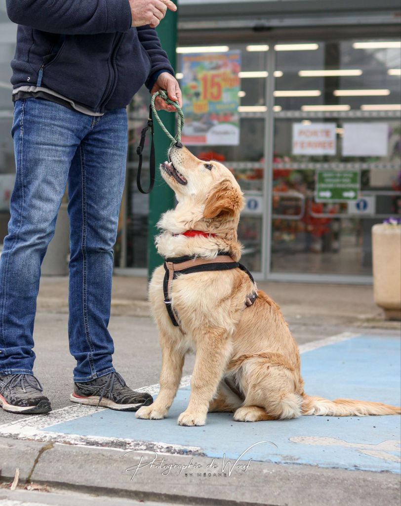 éducateur canin apprenant la marche en laisse à un chiot Golden Retriever à Reims