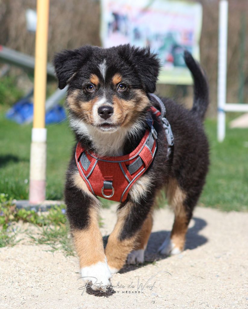 Chiot Berger Australien en cours apprenant le rappel avec un éducateur canin à Reims 