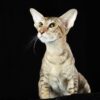 wp-17451457581291515055823246808031 Photographe Chat somalien Reims