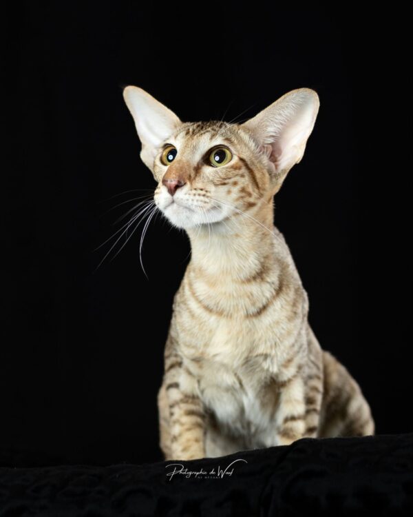 wp-17451457581291515055823246808031 Photographe Chat somalien Reims