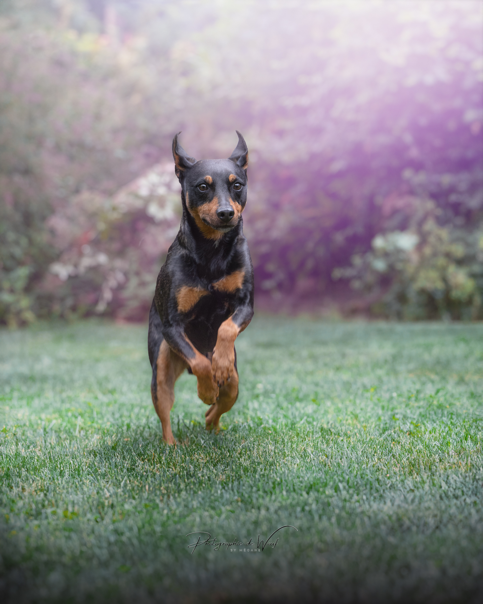 Les zoomies : coup de folie ou besoin bien réel ?