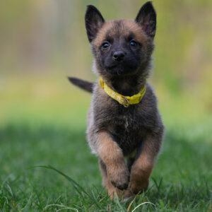 chiot Malinois à Reims
