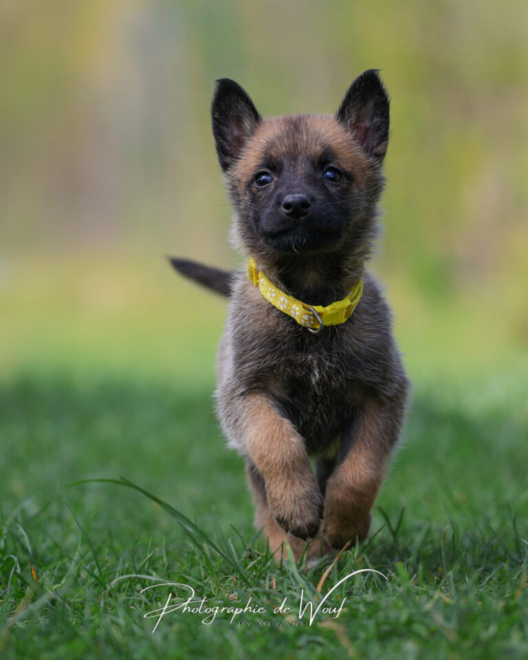 chiot Malinois à Reims