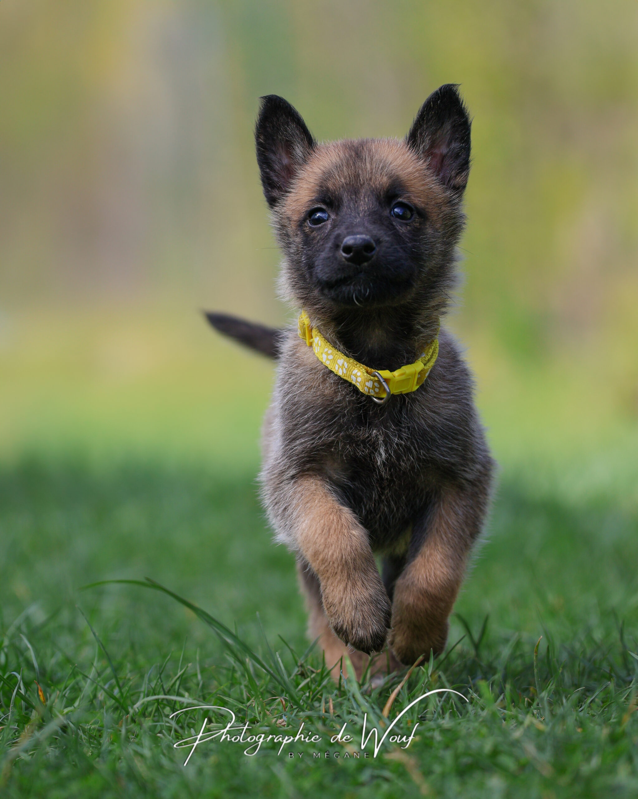 Puppy blues : quand la vie avec un chiot ne ressemble pas (tout à fait) à ce que l’on imaginait