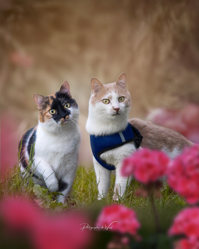 Photographe chat Reims