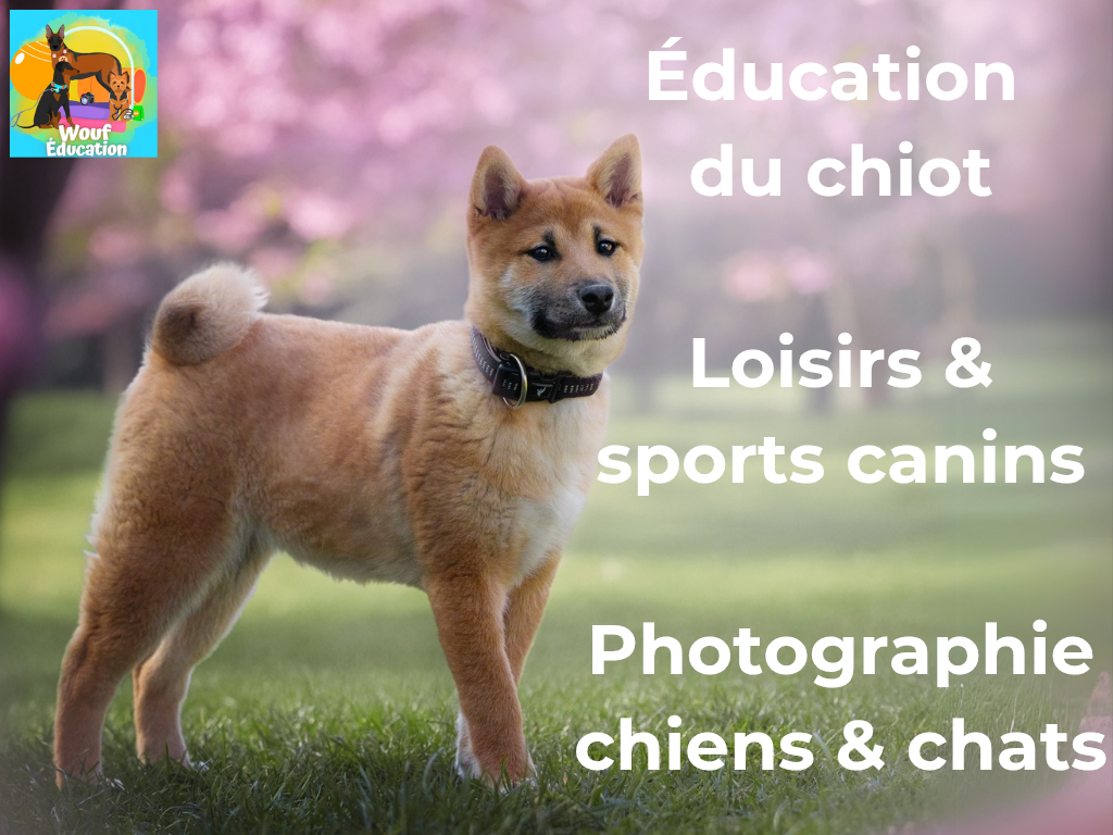 éducateur comportementaliste canin à Reims