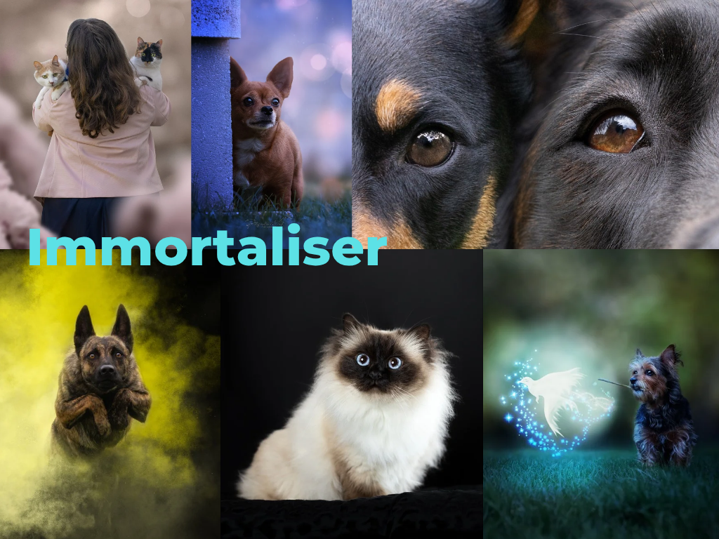 Photographe chien et chat Reims