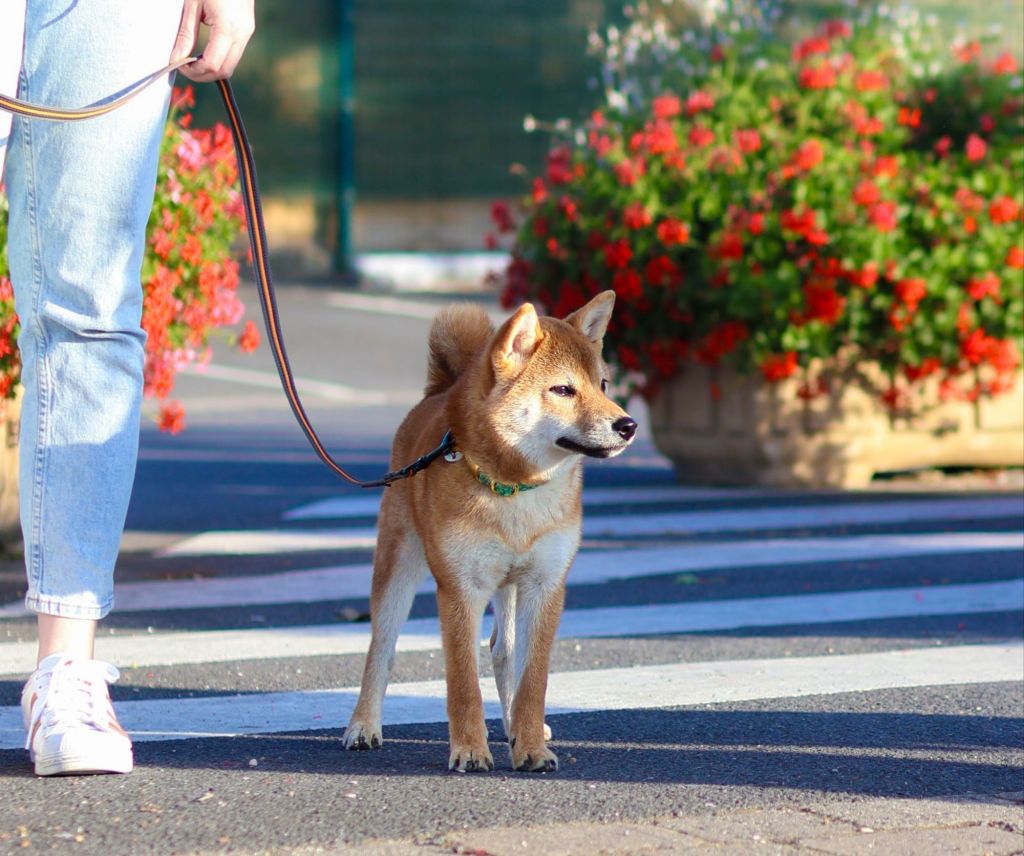 éducateur canin Chiot Reims