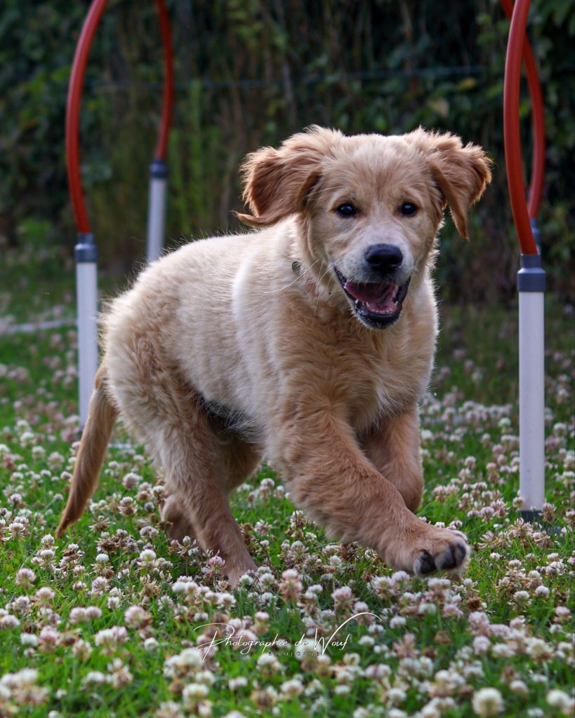 apprendre le rappel à son chiot à Reims