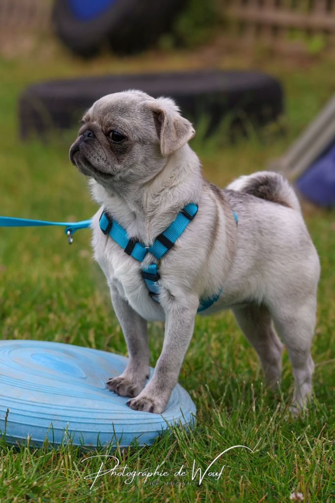 cours d'éducation pour chiot à Reims