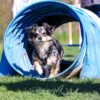 wp-17494021372146197749958205239809 agility chihuahua Reims