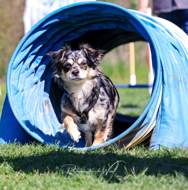wp-17494021372146197749958205239809 agility chihuahua Reims