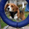 wp-17494580014391339409923380291969 Agility club Reims