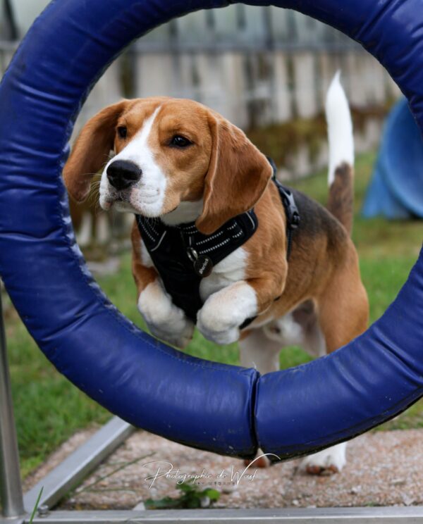 wp-17494580014391339409923380291969 Agility club Reims