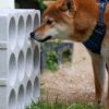 wp-17494588349297296842199035382820 Nosework scentwork Reims