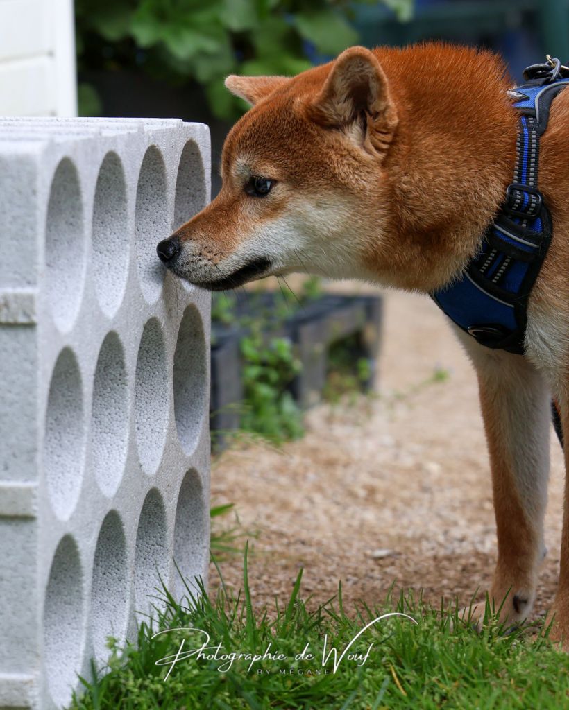 Nosework scentwork Reims