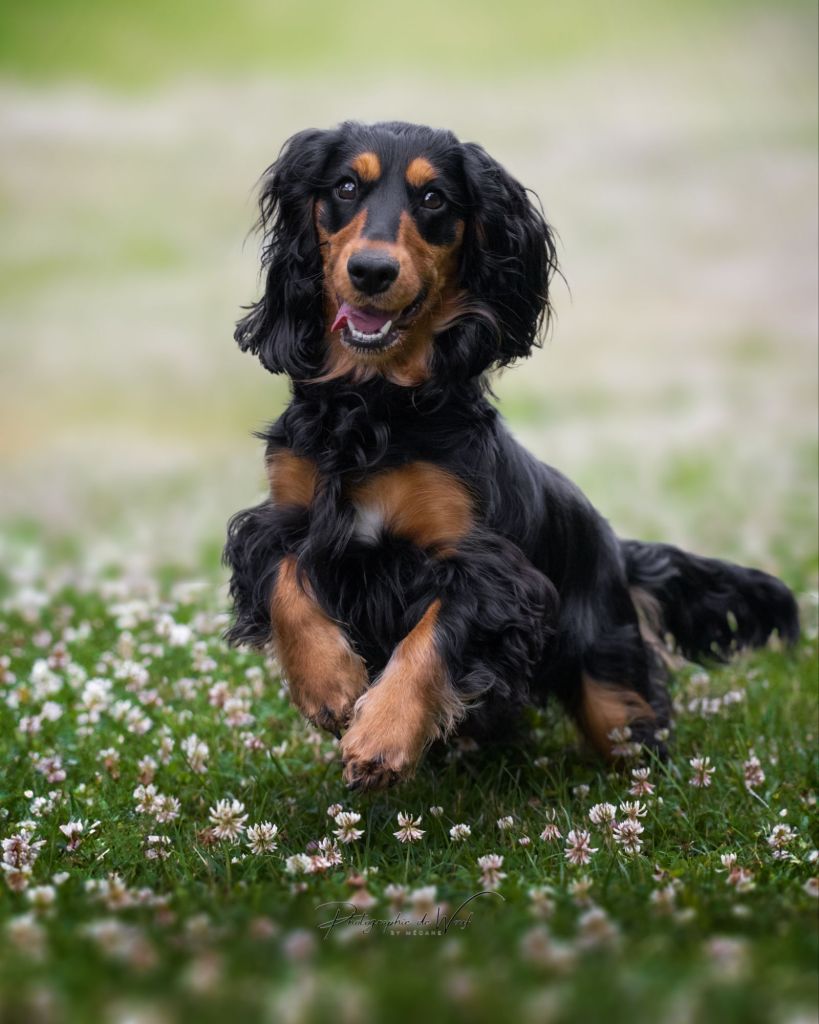 éducateur canin Reims