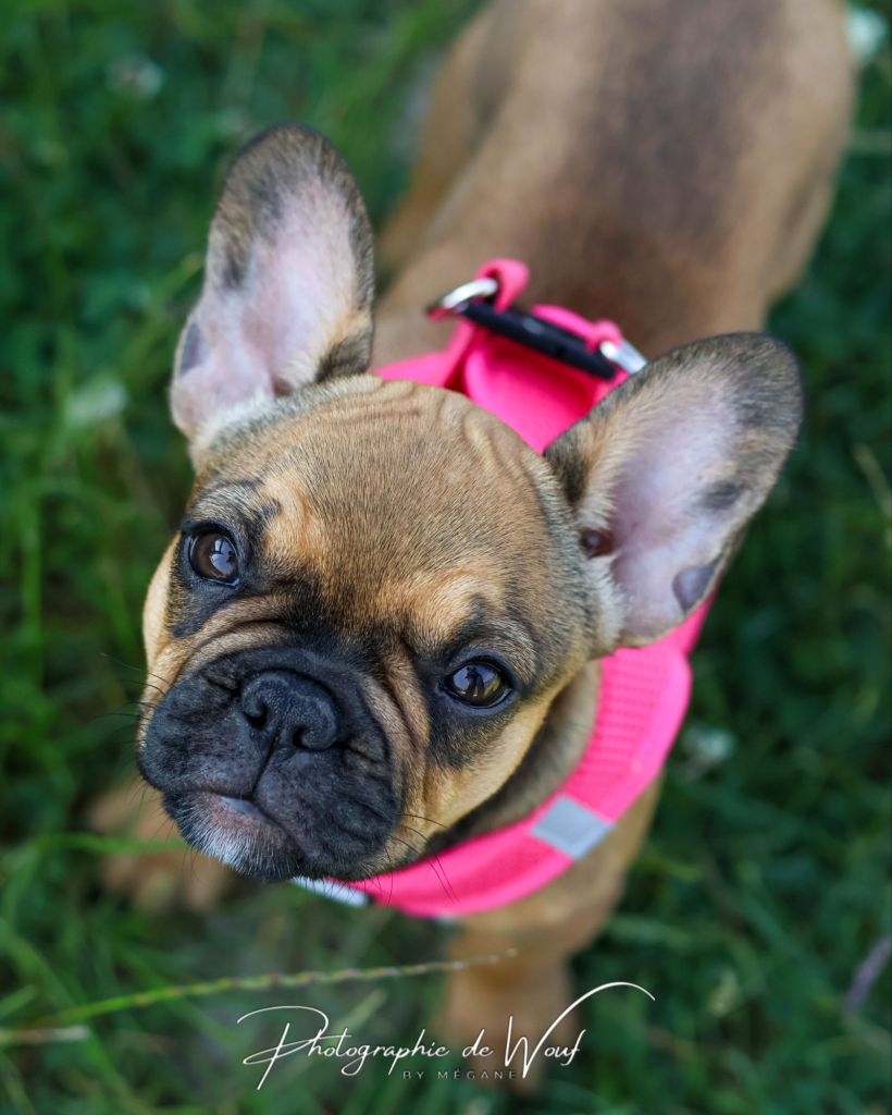 chiot bouledogue français éducation Reims