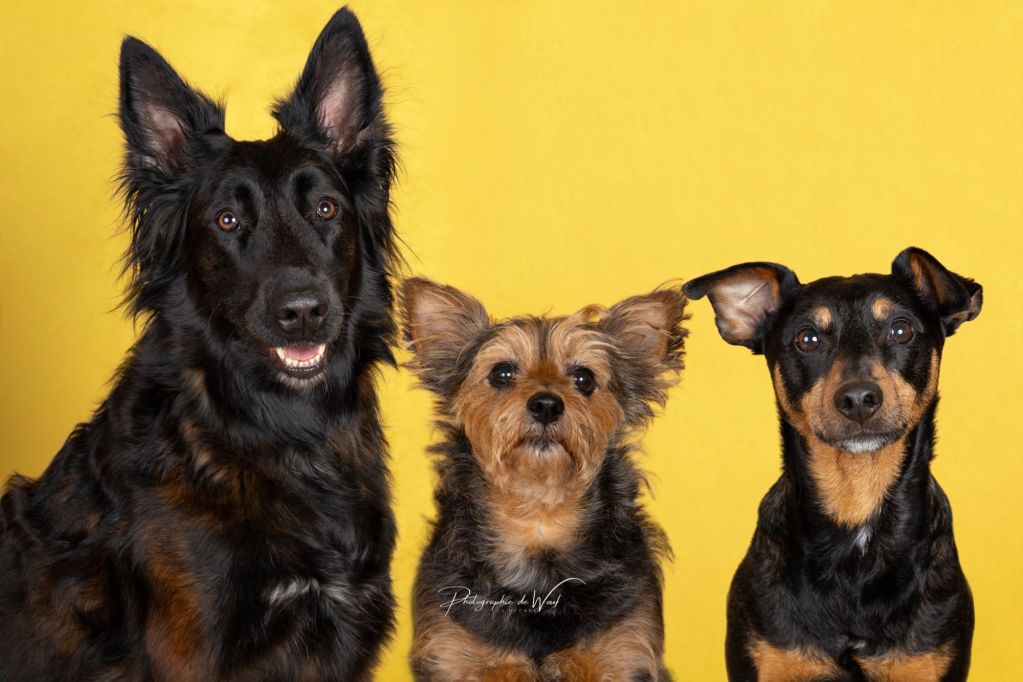 éducateur canin à Reims Marne Champagne-Ardennes