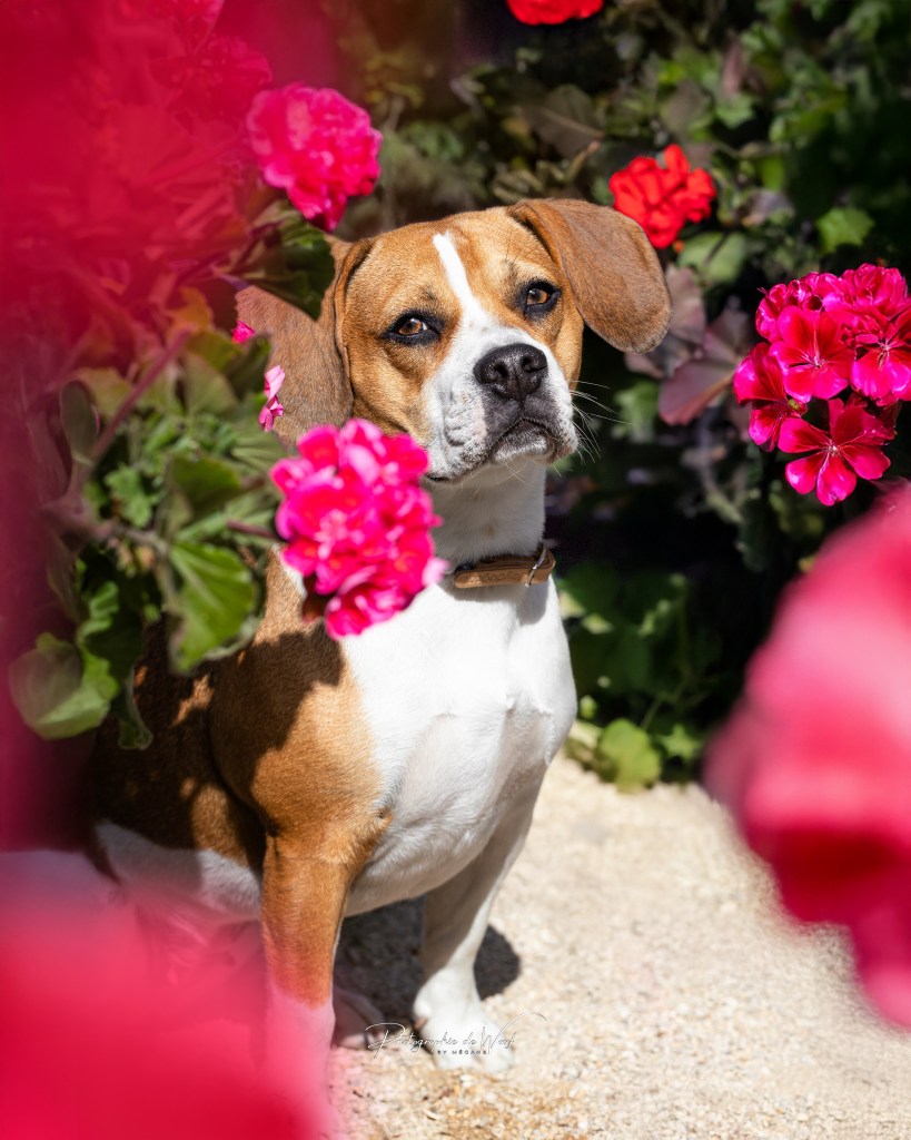 photographe chien Reims